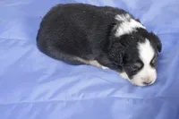 Brown, a male Australian Shepherd and Miniature American Shepherd for sale in Oelwein, IA – 3 of 4