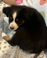 Hilary, a female Australian Shepherd and Miniature American Shepherd for sale in Oelwein, IA – 3 of 8