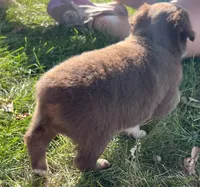 Dino - black, a male Australian Shepherd and Miniature American Shepherd for sale in Oelwein, IA – 9 of 10