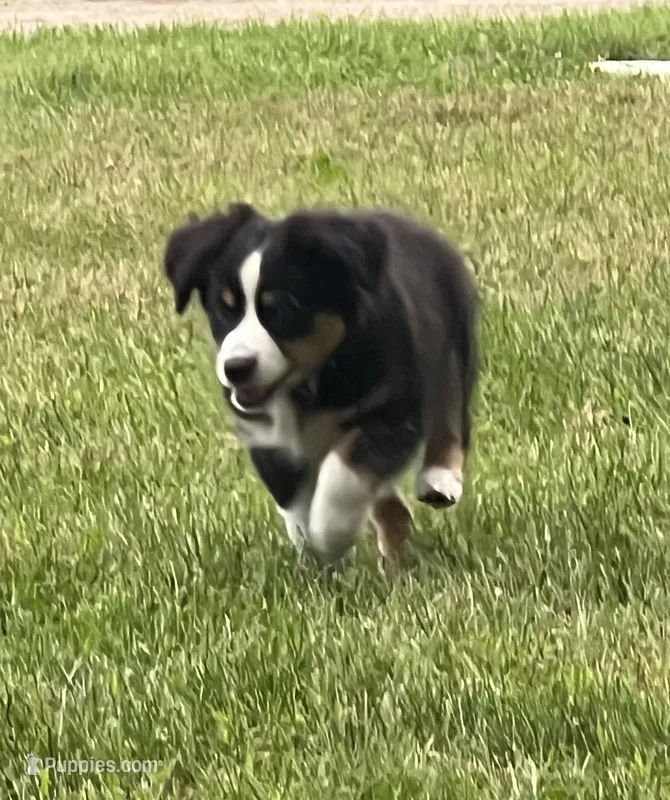 Hilary – Australian Shepherd, Miniature American Shepherd puppy for sale in Oelwein, IA