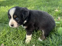 Popsicle - orange popsicle, a female Australian Shepherd and Miniature American Shepherd for sale in Oelwein, IA – 2 of 5