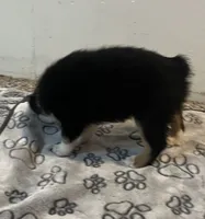 Colt, a male Australian Shepherd and Miniature American Shepherd for sale in Oelwein, IA – 8 of 9