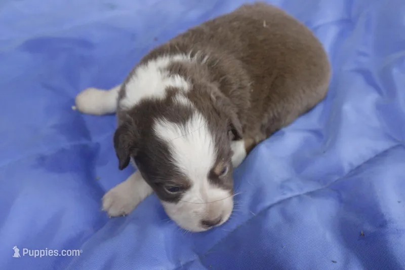 Pink – Australian Shepherd, Miniature American Shepherd puppy for sale in Oelwein, IA