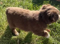Dino - black, a male Australian Shepherd and Miniature American Shepherd for sale in Oelwein, IA – 10 of 10