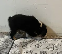 Colt, a male Australian Shepherd and Miniature American Shepherd for sale in Oelwein, IA – 6 of 9
