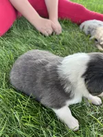Maddy, a female Australian Shepherd and Miniature American Shepherd for sale in Oelwein, IA – 8 of 9