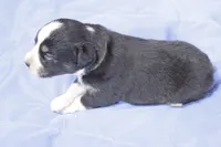Green, a female Australian Shepherd and Miniature American Shepherd for sale in Oelwein, IA – 2 of 6