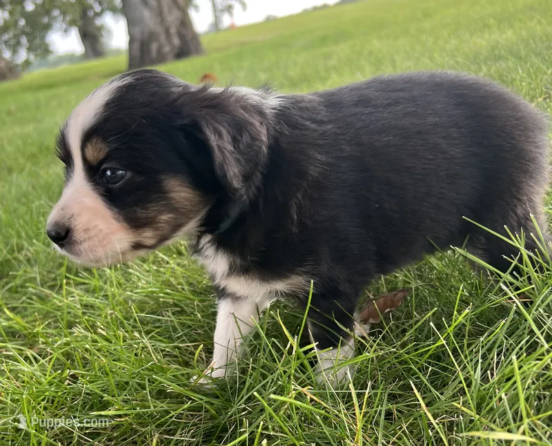Hilary - blue – Australian Shepherd, Miniature American Shepherd puppy for sale in Oelwein, IA