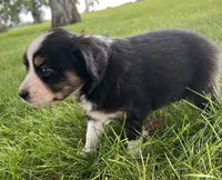 Hilary - blue, a female Australian Shepherd and Miniature American Shepherd for sale in Oelwein, IA – 1 of 6