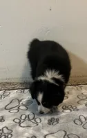 Colt, a male Australian Shepherd and Miniature American Shepherd for sale in Oelwein, IA – 9 of 9