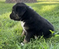 Jack - Orange, a male Australian Shepherd and Miniature American Shepherd for sale in Oelwein, IA – 3 of 6