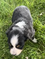 Hilary - blue, a female Australian Shepherd and Miniature American Shepherd for sale in Oelwein, IA – 4 of 6