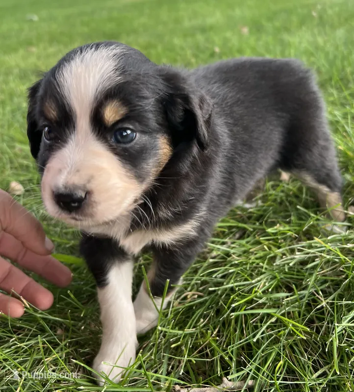 Blue girl – Australian Shepherd, Miniature American Shepherd puppy for sale in Oelwein, IA