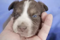 Blue tri, a female Australian Shepherd and Miniature American Shepherd for sale in Oelwein, IA – 4 of 6