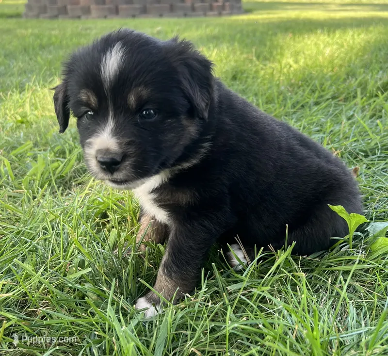 Jack - Orange – Australian Shepherd, Miniature American Shepherd puppy for sale in Oelwein, IA
