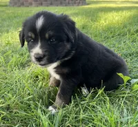 Jack - Orange, a male Australian Shepherd and Miniature American Shepherd for sale in Oelwein, IA – 4 of 6