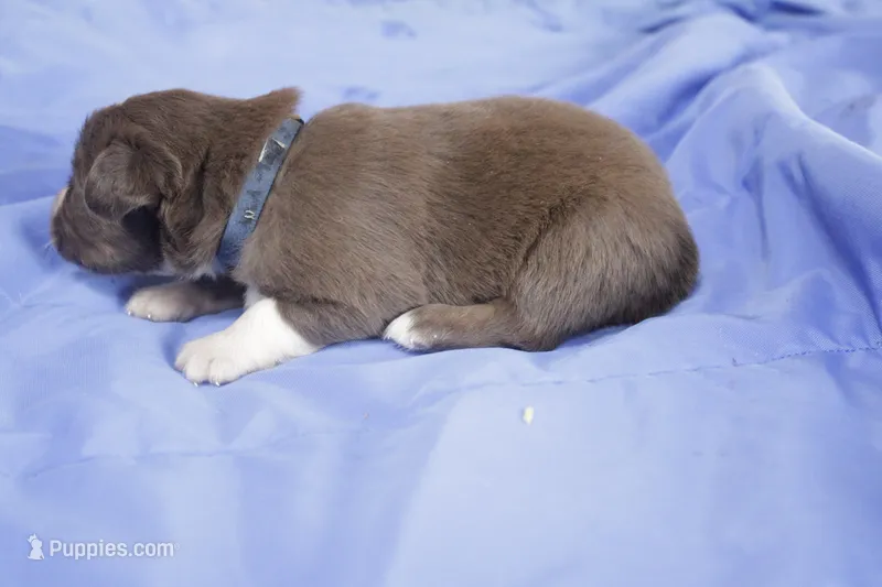 Blue tri – Australian Shepherd, Miniature American Shepherd puppy for sale in Oelwein, IA