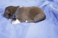 Blue tri, a female Australian Shepherd and Miniature American Shepherd for sale in Oelwein, IA – 1 of 6