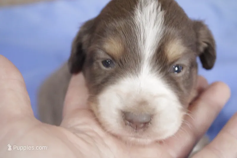 Purple  – Australian Shepherd, Miniature American Shepherd puppy for sale in Oelwein, IA