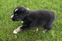 Tank - Brown, a male Australian Shepherd and Miniature American Shepherd for sale in Oelwein, IA – 2 of 6