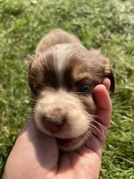 Daisy - Purple , a female Australian Shepherd and Miniature American Shepherd for sale in Oelwein, IA – 3 of 8