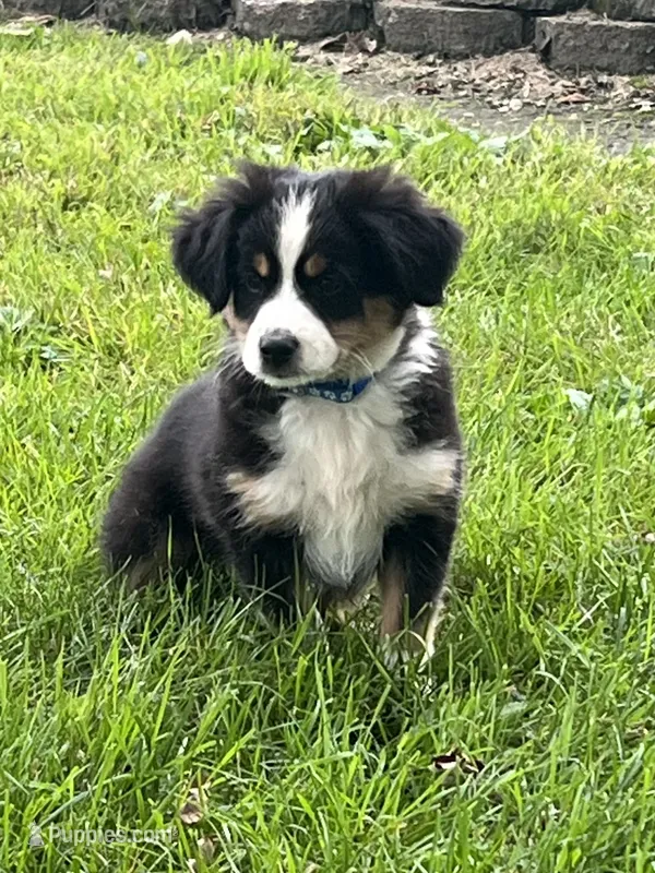 Colt – Australian Shepherd, Miniature American Shepherd puppy for sale in Oelwein, IA