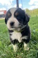 Popsicle - orange popsicle, a female Australian Shepherd and Miniature American Shepherd for sale in Oelwein, IA – 5 of 5