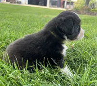 Popsicle - orange popsicle, a female Australian Shepherd and Miniature American Shepherd for sale in Oelwein, IA – 3 of 5