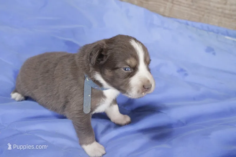 Blue tri – Australian Shepherd, Miniature American Shepherd puppy for sale in Oelwein, IA