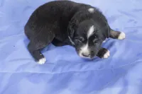 Orange, a male Australian Shepherd and Miniature American Shepherd for sale in Oelwein, IA – 3 of 4