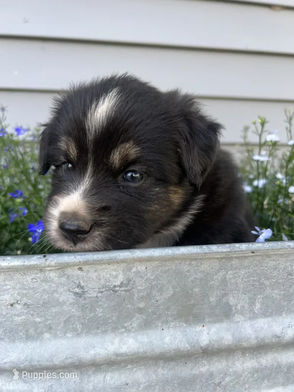Jack - Orange – Australian Shepherd, Miniature American Shepherd puppy for sale in Oelwein, IA