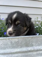 Jack - Orange, a male Australian Shepherd and Miniature American Shepherd for sale in Oelwein, IA – 1 of 6