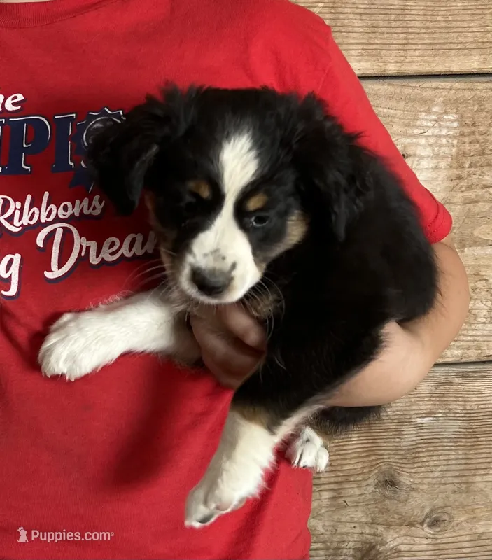 Hilary – Australian Shepherd, Miniature American Shepherd puppy for sale in Oelwein, IA