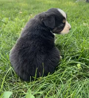 Popsicle - orange popsicle, a female Australian Shepherd and Miniature American Shepherd for sale in Oelwein, IA – 4 of 5