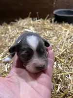 Blue tri, a female Australian Shepherd and Miniature American Shepherd for sale in Oelwein, IA – 2 of 4