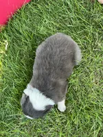 Maddy, a female Australian Shepherd and Miniature American Shepherd for sale in Oelwein, IA – 9 of 9