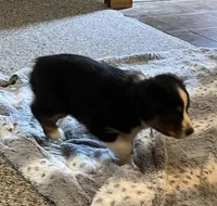 Hilary, a female Australian Shepherd and Miniature American Shepherd for sale in Oelwein, IA – 7 of 8