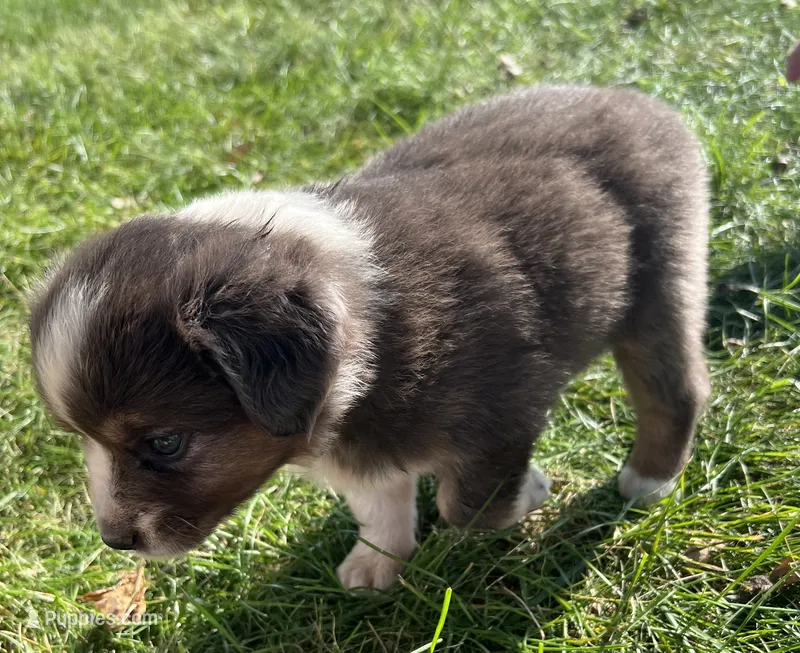 Maddy – Australian Shepherd, Miniature American Shepherd puppy for sale in Oelwein, IA