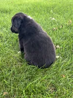 Tank - Brown, a male Australian Shepherd and Miniature American Shepherd for sale in Oelwein, IA – 5 of 6