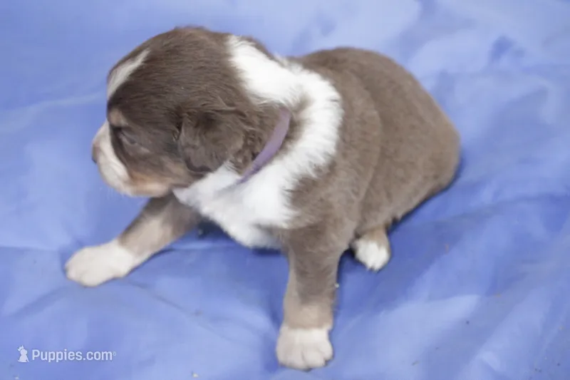 Purple  – Australian Shepherd, Miniature American Shepherd puppy for sale in Oelwein, IA