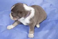 Purple , a female Australian Shepherd and Miniature American Shepherd for sale in Oelwein, IA – 2 of 4
