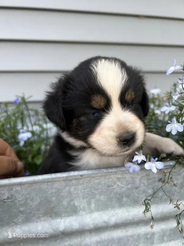 Popsicle - orange popsicle – Australian Shepherd, Miniature American Shepherd puppy for sale in Oelwein, IA