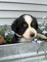 Popsicle - orange popsicle, a female Australian Shepherd and Miniature American Shepherd for sale in Oelwein, IA – 1 of 5