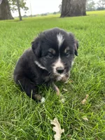 Tank - Brown, a male Australian Shepherd and Miniature American Shepherd for sale in Oelwein, IA – 6 of 6