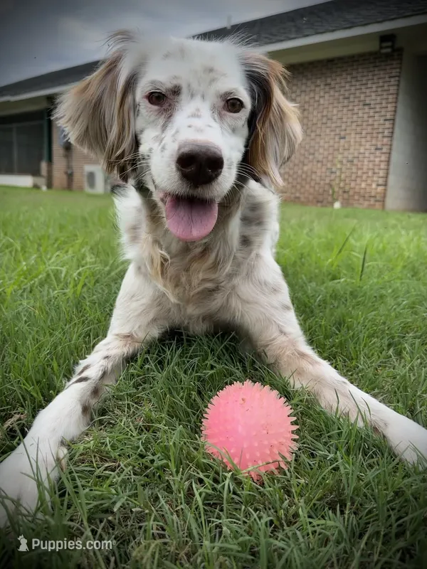 Sue – English Setter puppy for sale in Albany, GA