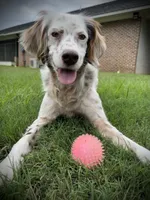 Sue, a female English Setter for sale in Albany, GA – 1 of 9