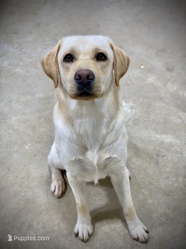 George – Labrador Retriever puppy for sale in Albany, GA