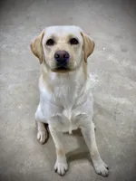 George, a male Labrador Retriever for sale in Albany, GA – 1 of 8
