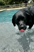 Dakota, a female Labrador Retriever for sale in Albany, GA – 3 of 5