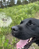 Dakota, a female Labrador Retriever for sale in Albany, GA – 2 of 5